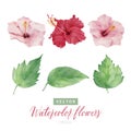 Set of digital watercolor painting Hibiscus flowers and green leaves