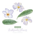 Set of digital watercolor painting white Frangipani Plumeria flowers and green leaves Royalty Free Stock Photo