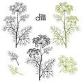 Set of dill isolated on white background. Hand drawn ill