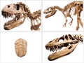 Set of dinosaurs skeleton and trilobites fossil, on white isolated background. Royalty Free Stock Photo