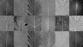 Set of distress tree leaves, leaflet texture. Black and white grunge background