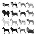 Set of dog breeds Royalty Free Stock Photo