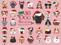 30 dog breeds with Christmas and winter themes. Set 2 Royalty Free Stock Photo