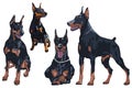 Set dog Doberman Pinscher breed