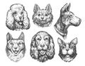 Set with Dog faces of different breeds. Collection of cute dog portraits. Pets, animals sketch vector illustration Royalty Free Stock Photo