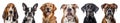 Great Dane, Basset Hound, Boston Terrier, Boxer, Bulldog, Golden Retriever portrait head shot on transparent, PNG Royalty Free Stock Photo