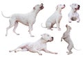 Set of Dogo Argentino Royalty Free Stock Photo