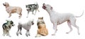 Set of Dogo Argentino and other dogs Royalty Free Stock Photo