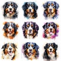 Set of dogs breed Bernese Mountain painted in watercolor on a white background in a realistic manner. Ideal for teaching Royalty Free Stock Photo