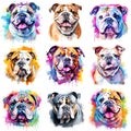 Set of dogs breed Bulldog painted in watercolor on a white background in a realistic manner. Ideal for teaching