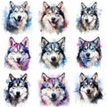 Set of dogs breed Siberian Husky painted in watercolor on a white background in a realistic manner. Ideal for teaching
