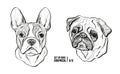 Set of dogs. Breeds French Bulldog and Pug. Graphical vector illustration