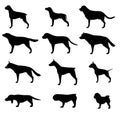 Set of dogs breeds silhouette. Vector on white background. Icons collection for cynology, pet clinic and shop.