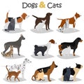 Set of dogs and cats different breeds color flat icons set Royalty Free Stock Photo