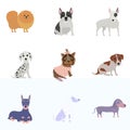 Set of dogs of different breeds