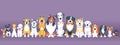 Set of dogs flat design Royalty Free Stock Photo