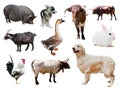 Set of dogs and other farm animals over white Royalty Free Stock Photo