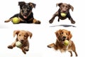 set of dogs playing with ball isolated on white background Royalty Free Stock Photo