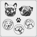 Set of dogs portraits. French Bulldog, Pug and Golden Retriever. Cute friendly pets characters. Emblems for Pets Shop.