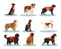 Set of dogs rescuers. Collection of the cadaver dogs of various breed Royalty Free Stock Photo