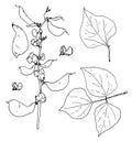 a set of dolichos drawing. hand-drawn vine of the flowering branch of dolichos with pods and leaves, isolated black