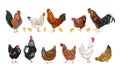 A set of domestic hens, roosters and chickens of different colors and breeds.