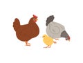 A set of domestic hens, roosters and chickens of different colors and breeds