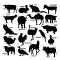 Set of domestic vector animals silhouettes. vector illustration. Royalty Free Stock Photo