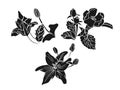Set of doodle floral elements