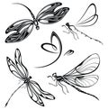 Set of dragonfly, isolated illustration, flying dragonfly