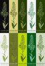 Set of drawing of CAPSELLA BURSA-PASTORIS in various colors. Hand drawn illustration. Latin name THLASPI BURSA-PASTORIS L