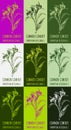 Set of drawing of Common Comfrey in various colors. Hand drawn illustration. Latin name Symphytum officinale L