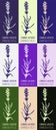 Set of drawing of COMMON LAVENDER in various colors. Hand drawn illustration. Latin name Lavandula L