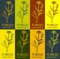 Set of drawing of COMMON MARIGOLD in various colors. Hand drawn illustration. Latin name CALENDULA OFFICINALIS L