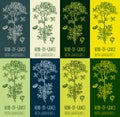 Set of drawing of COMMON RUE in various colors. Hand drawn illustration. Latin name RUTA GRAVEOLENS L