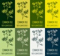 Set of drawing of COMMON RUE in various colors. Hand drawn illustration. Latin name RUTA GRAVEOLENS L