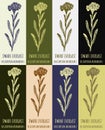 Set of drawing of DWARF EVERLAST in various colors. Hand drawn illustration. Latin name HELICHRYSUM ARENARIUM L