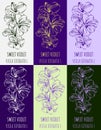 Set of drawing of Fragrant violet in various colors. Hand drawn illustration. Latin name Viola odorata L