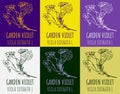 Set of drawing of GARDEN VIOLET in various colors. Hand drawn illustration. Latin name Viola odorata L