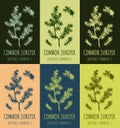 Set of drawing of juniper in various colors. Hand drawn illustration. Latin name JUNIPERUS COMMUNIS L