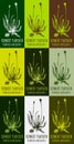 Set of drawing of RIBWORT PLANTAIN in various colors. Hand drawn illustration. Latin name PLANTAGO LANCEOLATA L