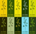 Set of drawing of WILD CHAMOMILE in various colors. Hand drawn illustration. Latin name MATRICARIA CHAMOMILLA L