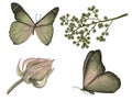 Set of drawings of butterflies and plants. Isolated