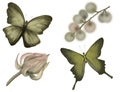 Set of drawings of butterflies and plants. Isolated