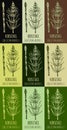 Set of drawings FIELD HORSETAIL in different colors. Hand drawn illustration. Latin name EQUISETUM ARVENSE L