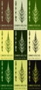 Set of drawings FIELD HORSETAIL in different colors. Hand drawn illustration. Latin name EQUISETUM CALDERI B