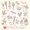 Set drawings of herbs for design menus, recipes
