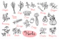 Set drawings of herbs used in cooking for design menus, recipes and packages product