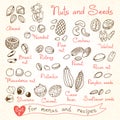 Set drawings of nuts and seeds for design menus