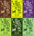 Set of drawings OREGANO in different colors. Hand drawn illustration. Latin name ORIGANUM VULGARE L